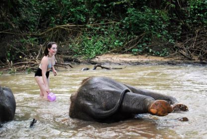 Chiangmai Elephant Home - 3 Days 2 Nights Elephant Experience - Bathing your Elephant