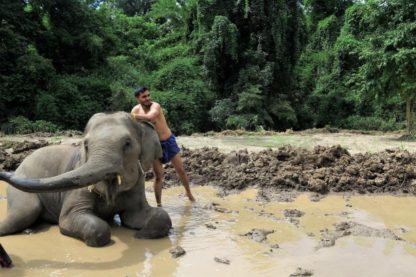 Chiangmai Elephant Home - 3 Days 2 Nights Elephant Experience - Elephant Mud Spa