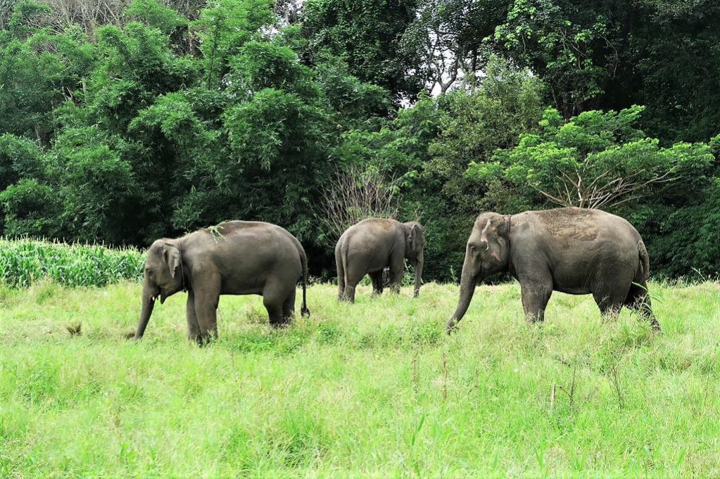 Chiangmai Elephant Home Elephants
