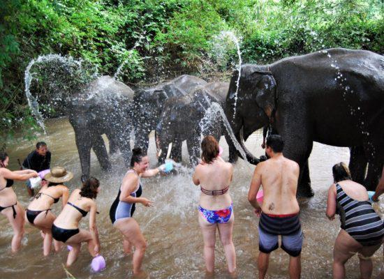 Chiangmai Elephant Home - Half Day Afternoon Elephant Experience - Elephant Bath