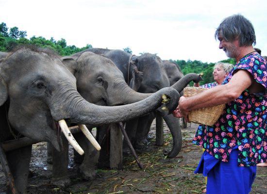 Chiangmai Elephant Home - Half Day Afternoon Elephant Experience - Feeding Elephant