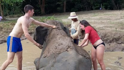 Chiangmai Elephant Home -Half Day Morning Elephant Experience - Elephant Mud Spa