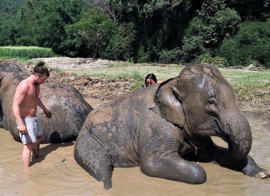Chiangmai Elephant Home - Half Day Morning Elephant Experience - Elephant Mud Spa