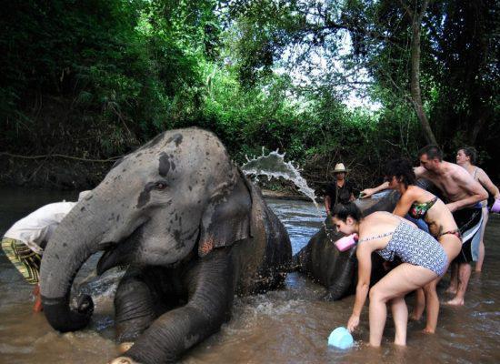 Chiangmai Elephant Home - One Day Hiking and Elephant Experience - Bathing your Elephants