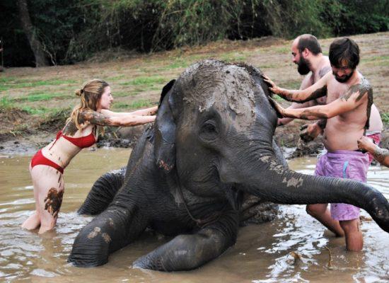 Chiangmai Elephant Home - One Day Hiking and Elephant Experience - Elephant Mud Spa