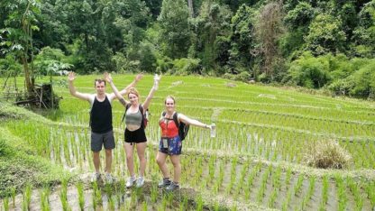 Chiangmai Elephant Home - One Day Hiking and Elephant Experience - Trekking through the rice fields