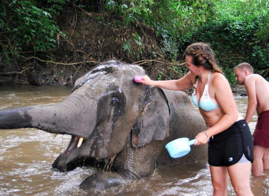 Chiangmai Elephant Home - One day Elephant Experience - Bathing your elephants