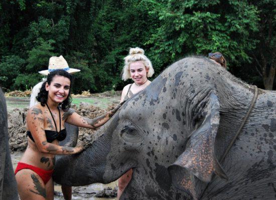 Chiangmai Elephant Home - One day Elephant Experience - Elephant Mud Spa