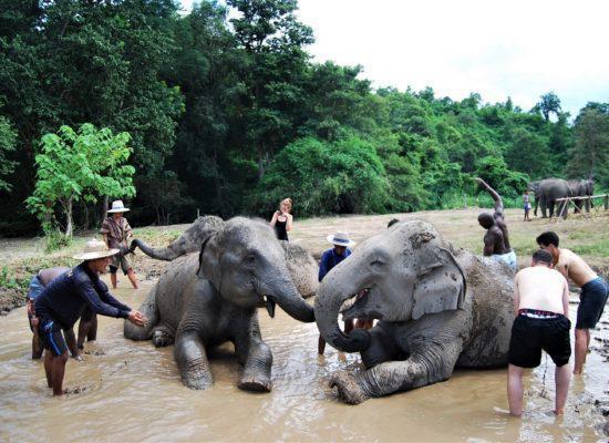 Chiangmai Elephant Home - One day Elephant Experience - Elephant Mud Spa