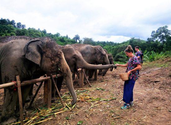 Chiangmai Elephant Home - One day Elephant Experience - Feeding Elephant
