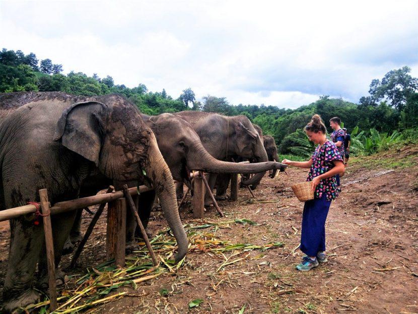 One Day Elephant Experience – Chiangmai Elephant Home