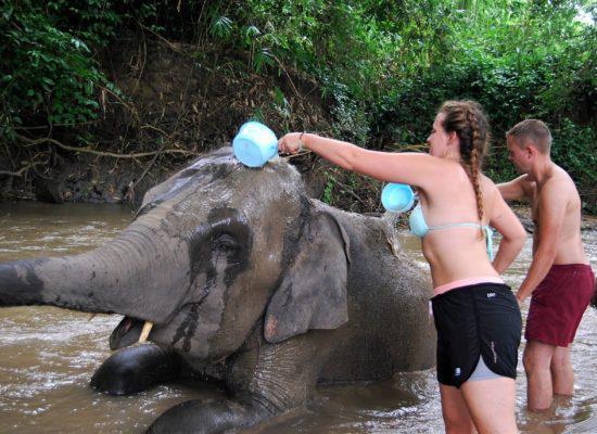 Chiangmai Elephant Home - One day Elephant Experience and ATV - Bathing your elephants