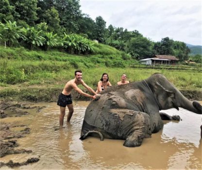 Chiangmai Elephant Home - One day Elephant Experience and ATV - Elephant Mud Spa