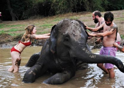 Chiangmai Elephant Home - One day Elephant Experience and Doi Inthanon - Elephant Mud Spa