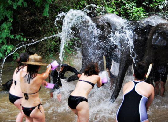 Chiangmai Elephant Home - One day Elephant Experience and Farmer - Bathing you Elephant