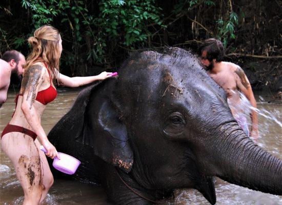 Chiangmai Elephant Home - One day Elephant Experience and Farmer - Bathing you Elephant