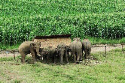 Chiangmai Elephant Home - One day Elephant Experience and Farmer - Elephants and Corn fields