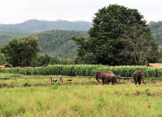 Chiangmai Elephant Home - One day Elephant Experience and Farmer - Elephants and Corn fields
