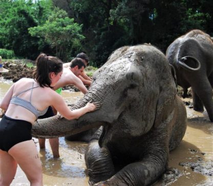 Chiangmai Elephant Home - One day Elephant Experience and Grand Canyon - Elephant Mud Spa