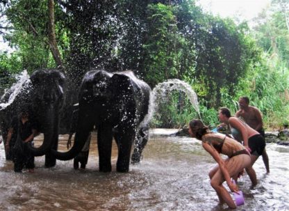 Chiangmai Elephant Home - One day Elephant Experience and Zipline - Bathing your Elephant
