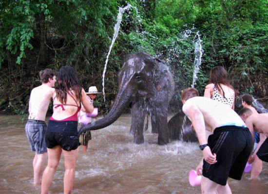 Chiangmai Elephant Home - 2 Days 1 Night Elephant Experience - Bathing your Elephant
