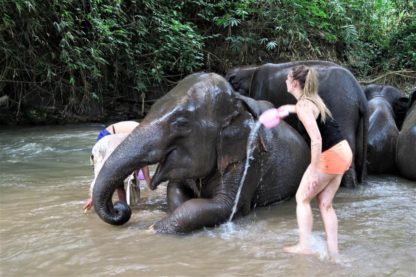 Chiangmai Elephant Home - 2 Days 1 Night Elephant Experience - Bathing your Elephant