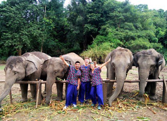 Chiangmai Elephant Home - 2 Days 1 Night Elephant Experience - Feeding Elephant