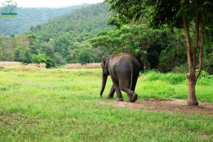 Chiang Mai Elephant Home - View & Environment