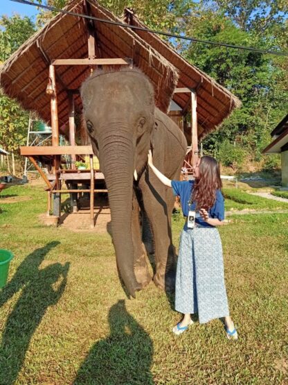 Chiang Mai Elephant home - Bamboo House - บ้านไม้ไผ่ - Maewang - Photo with Elephant