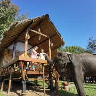 Chiang Mai Elephant home - Bamboo House - บ้านไม้ไผ่ - Maewang - Feed Elephant
