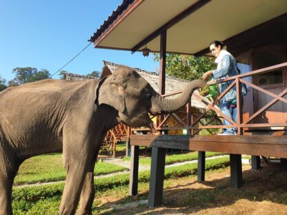 Chiang Mai Elephant home - Teak wood House - Maewang - Feed Elephant