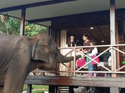Chiang Mai Elephant home - Teak wood House - Maewang - Feed Elephant