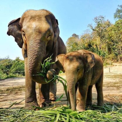 Chiang Mai Elephant home - Video - Maewang - Elephants